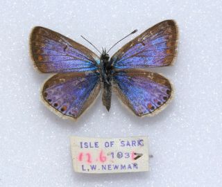 Common Blue - Blue Female From The Isle Of Sark By L.  W.  Newman