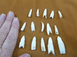 (g370 - 9) 15 Gator Alligator Aligator Tooth Teeth Make Own Jewelry Mixed Sizes
