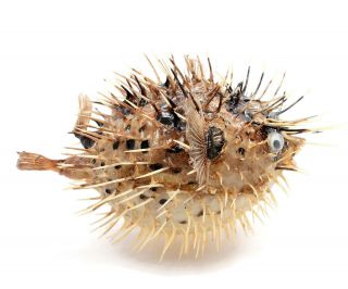 Dried Puffer Porcupine Real Fish Blowfish 5 " - 6 "