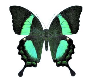 One Real Butterfly Green Papilio Palinurus Swallowtail Unmounted Wings Closed