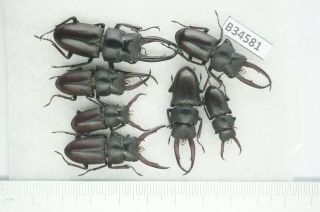 B34581 –lucanus.  Lucanide Species?beetles,  Insects Yen Bai Vietnam
