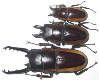 Lucanidae Prosopocoilus Bison Cinctus Trio A1 Big Male 57mm (west Papua) Xxl