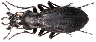 33.  Carabidae - Carabus (apotomopterus) Ascendens Ohshimai.  Female