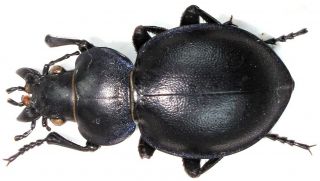 8.  Carabidae - Calosoma (callisthenes) Eversmanni Adehinotus - Paratypus,  A2 - F.