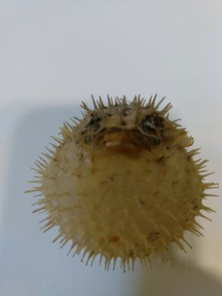 Dried Puffer Porcupine Real Fish Blowfish 2 "
