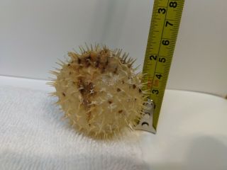 Dried Puffer Porcupine Real Fish Blowfish 2 