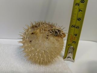 Dried Puffer Porcupine Real Fish Blowfish 2 