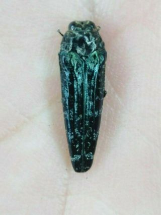Coleoptera Buprestidae Rare Sp.  Nº 83 From Peru