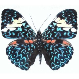 One Real Butterfly Blue White Hamadryas Peru Unmounted Wings Closed