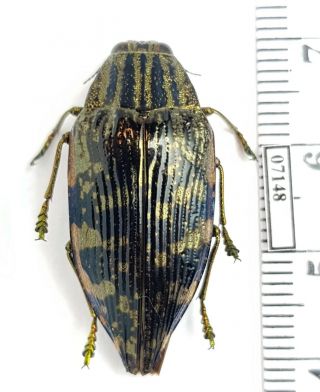 Buprestidae Polybothris ?differens Madagascar (with Gps - Data)