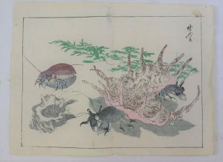 Flower,  Insects :japanese Print,  Kyosai