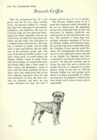 The Brussels Griffon - Vintage Dog Art Print - Matted " G "