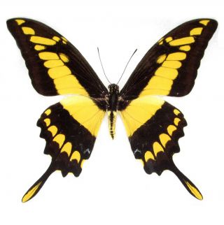 One Real Butterfly Yellow Papilio Heraclides Thoas Swallowtail Wings Closed