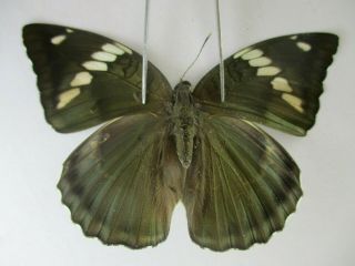 N14247.  Unmounted Butterfly: Euthalia Pratti Occidentalis?.  North Vietnam