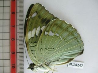 N14247.  Unmounted butterfly: Euthalia pratti occidentalis?.  North Vietnam 2