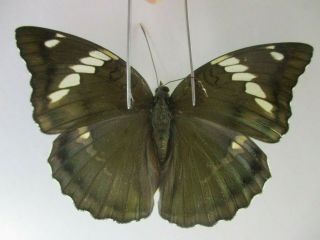 N14329.  Unmounted Butterfly: Euthalia Pratti Occidentalis?.  North Vietnam