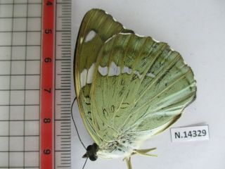 N14329.  Unmounted butterfly: Euthalia pratti occidentalis?.  North Vietnam 2