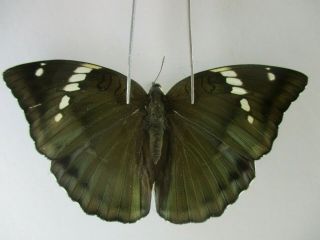 N14319.  Unmounted Butterfly: Euthalia Pratti Occidentalis?.  North Vietnam