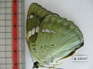 N14319.  Unmounted butterfly: Euthalia pratti occidentalis?.  North Vietnam 2