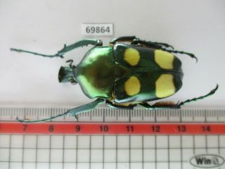 69864 Cetoniidae: Jumnos Ruckeri.  Vietnam Norh