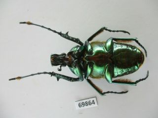 69864 Cetoniidae: Jumnos ruckeri.  Vietnam Norh 2