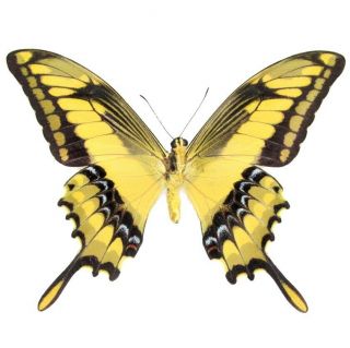 One Real Butterfly Yellow Papilio Thoas King Swallowtail Verso Wings Closed