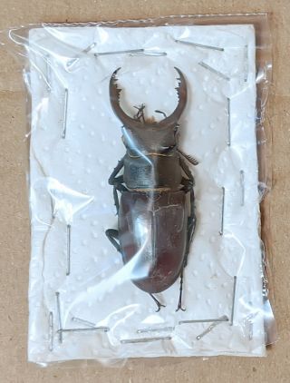 Beetle - Lucanus Cervus Akbesianus 55 Male 55 Mm,  - From N.  Syria