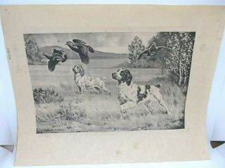 1947 Brittany Spaniels Black And White Print By Walter A.  Weber 002 - 101