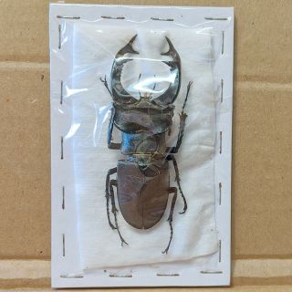 Beetle - Lucanus Cervus Male 23 79 Mm,  - From France
