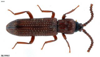Tenebrionidae Rhysopaussini Gen.  Sp.  N.  Thailand 4.  5mm Termitophilous