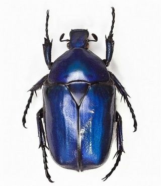 One Real Blue Scarab Beetle Torynorrhina Flammea Thailand Unmounted