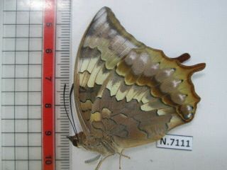 N7111.  Unmounted Butterfly: Charaxes Bernardus.  South Vietnam.  Female