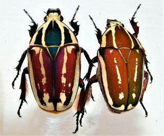 Mecynorrhina Ugandensis,  Female A 53 Mm,  Female A 49 Mm