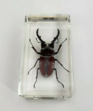 Brown Beetle In Lucite Paperweight Insect Bug Block