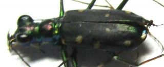 C006 Mi : Cicindelidae: Thopeutica Species? Male 10.  5mm