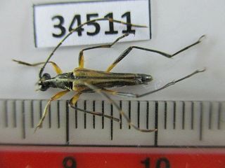 34511.  Unmounted Insects: Cerambycidae.  North Vietnam