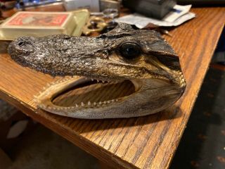 Alligator Head Taxidermy Five Inches