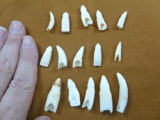 (g370 - 3) 15 Gator Alligator Aligator Tooth Teeth Make Own Jewelry Mixed Sizes