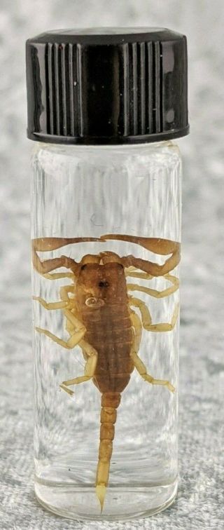 Cs Wet Black Scorpion Real Preserved Specimen Oddities Curiosities Collectible