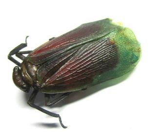 014 Mi : Fulgoridae: Penthicodes Species? 26.  5mm A -