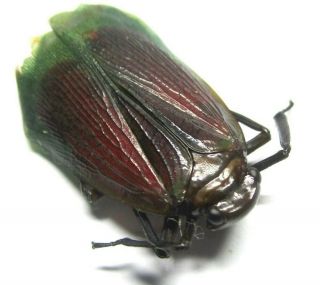 014 Mi : Fulgoridae: Penthicodes species? 26.  5mm A - 2