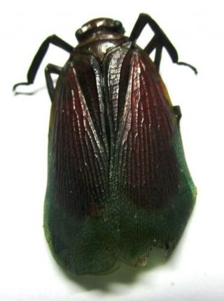 014 Mi : Fulgoridae: Penthicodes species? 26.  5mm A - 3