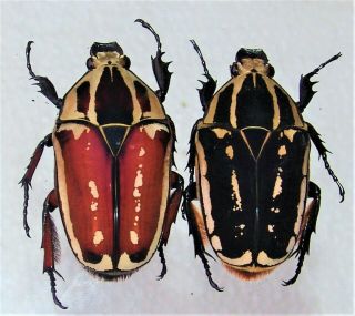 Mecynorrhina Ugandensis,  Female A 54 Mm,  Female A 51 Mm