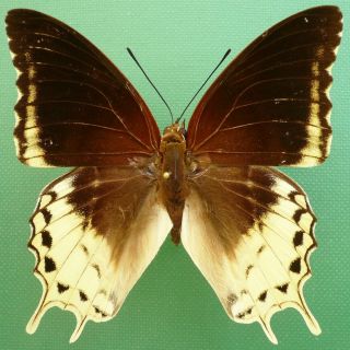 Charaxes Orilus Male From Timor Isl