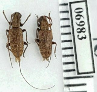 Cerambycidae Sp.  7 Indonesia,  Sw Kalimantan