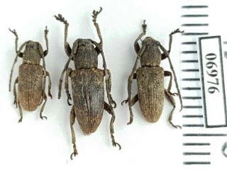 Cerambycidae Sp.  4 Indonesia,  Sw Kalimantan