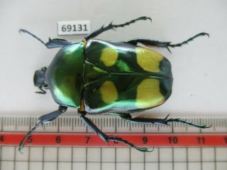 69131 Cetoniidae: Jumnos Ruckeri.  Vietnam.  Ha Giang