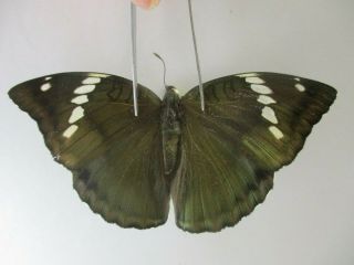N14299.  Unmounted Butterfly.  Euthalia Pratti?.  North Vietnam