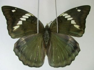 N14235.  Unmounted Butterfly.  Euthalia Pratti?.  North Vietnam