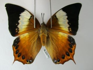 N12279.  Unmounted Butterflies: Charaxes Bernardus.  South Vietnam.